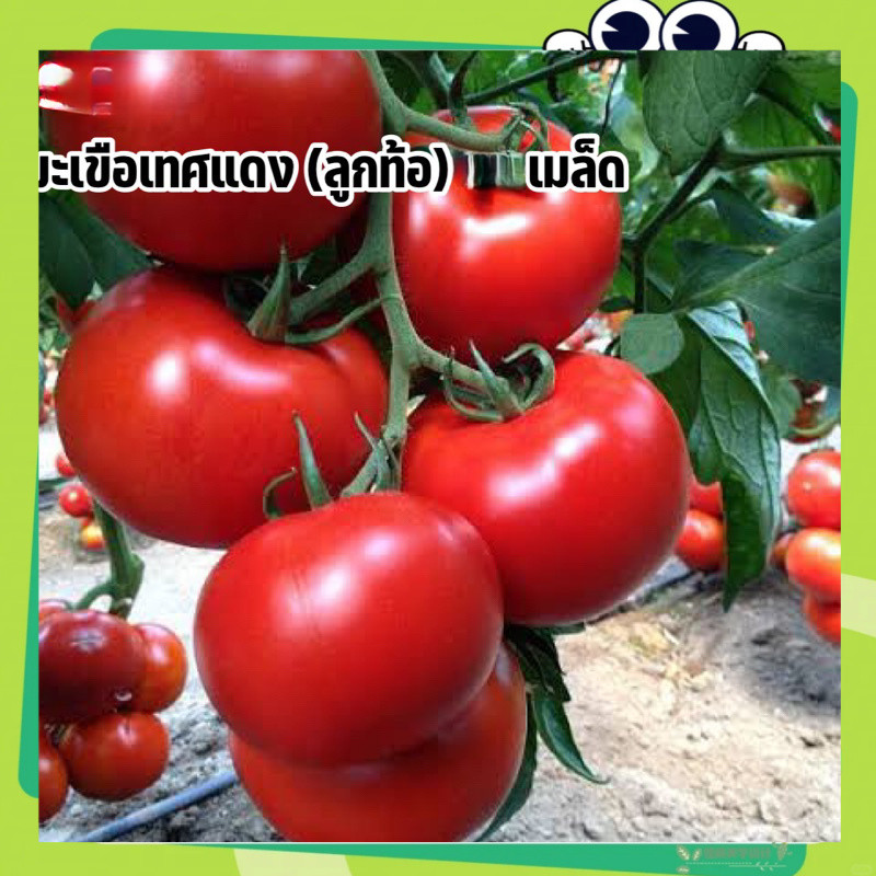 ถูกสุดคุ้ม มะเขือเทศแดงใหญ่ 200 เมล็ด(Large tomato seeds)เมล็ดพันธุ์คุณภาพดี อัตรางอกสูง