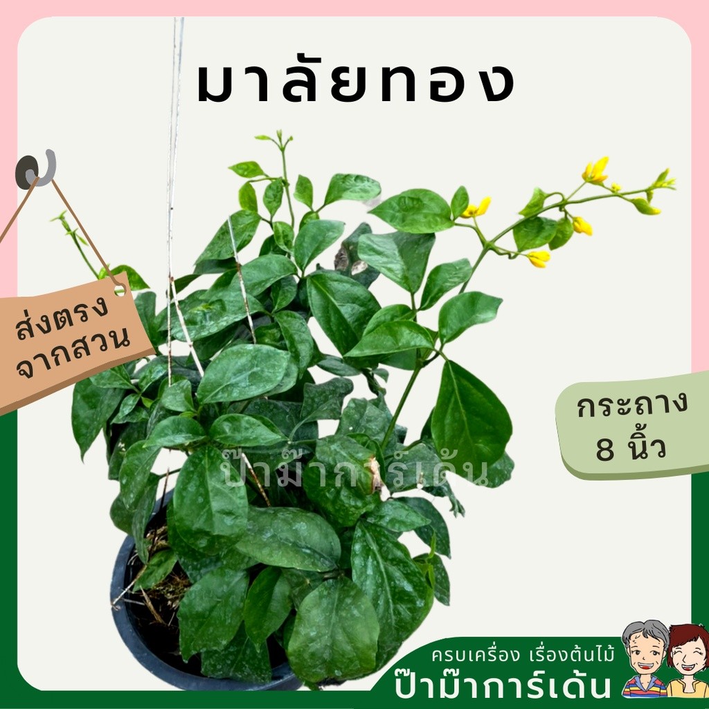 ต้นมาลัยทอง กระถาง 8 นิ้ว นิยมทำไม้เลื้อย เกาะผนัง ม่านบังแดด ไม้แดด