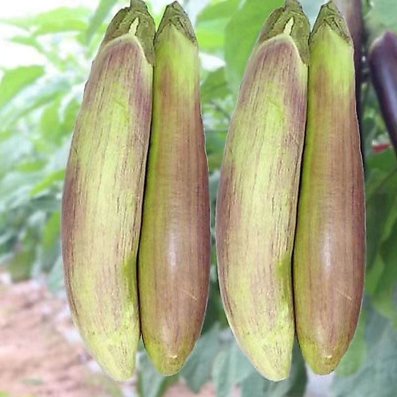 现货竹丝茄种子花茄种籽四季播盆栽绿茄子青茄子彩色长茄蔬菜种孑Bamboo-thread eggplant seeds, flowering eggplant seeds, suitable for f