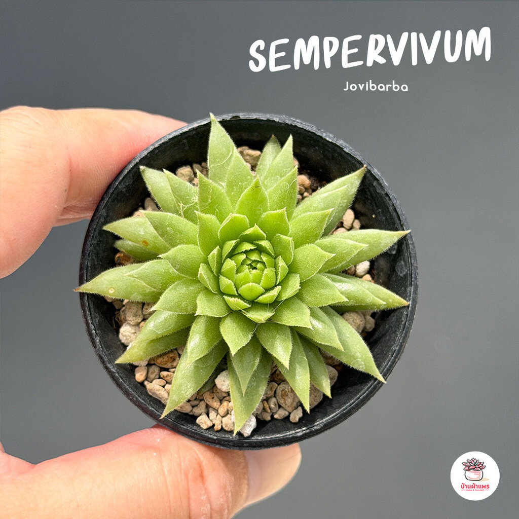 Sempervivum Jovibarba ไม้อวบน้ำ กุหลาบหิน cactus&succulentหลากหลายสายพันธุ์