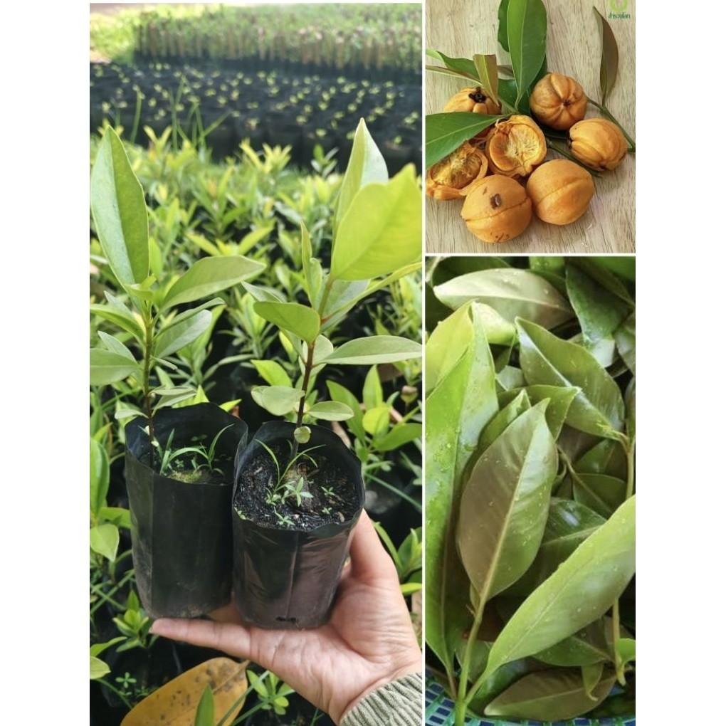 🌿 ต้นชะมวง (ชุด 4 ต้น)(พร้อมปลูก)ใบเปรี้ยวทำอาหารได้ เก็บกินได้ทั้งปี