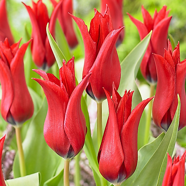 20 เมล็ด ทิวลิป Tulipa Seeds สายพันธุ์ Tulip Isaak Chic