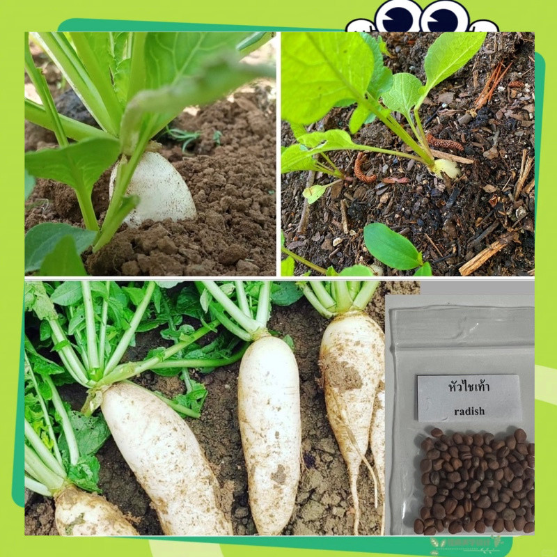 เมล็ดหัวไชเท้า 200 เมล็ด (White Radish Seeds)