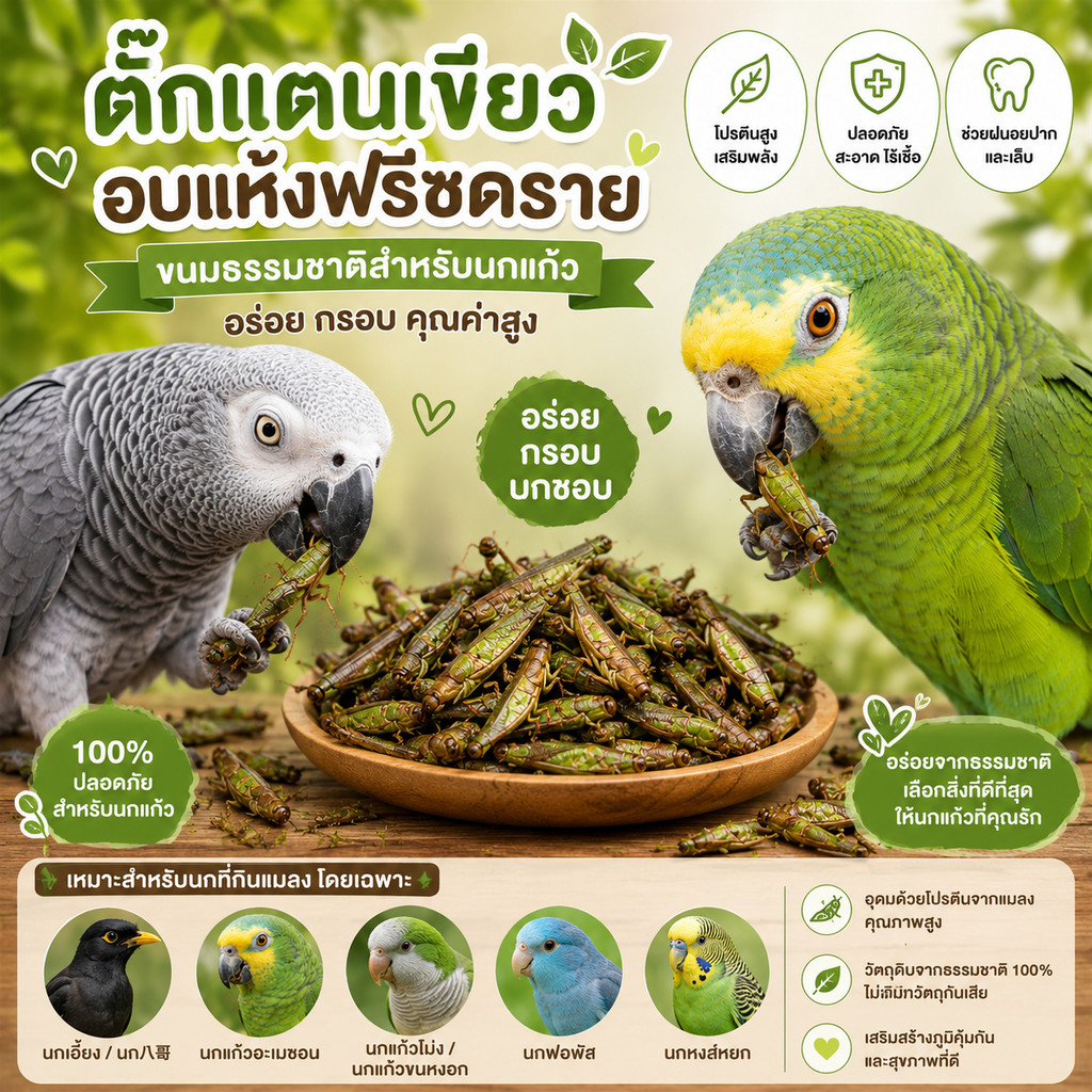 Parrot.Thailand ตั๊กแตนเขียวอบแห้งฟรีซดราย ขนมนกแก้ว โปรตีนสูง บำรุงจะงอยปาก สำหรับนกกินแมลง ทุกสายพันธุ์