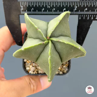 แอสโตรไฟตัม Astrophytum แคคตัส กระบองเพชร cactus&succulent