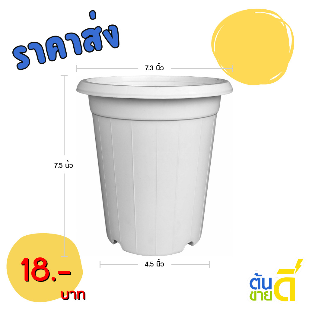 กระถาง แคคตัส ไม้กราฟ ทรงสูง 7 7.3 8 นิ้ว สีขาว ขั้นต่ำ 10 ใบ ชิ้น อัน
