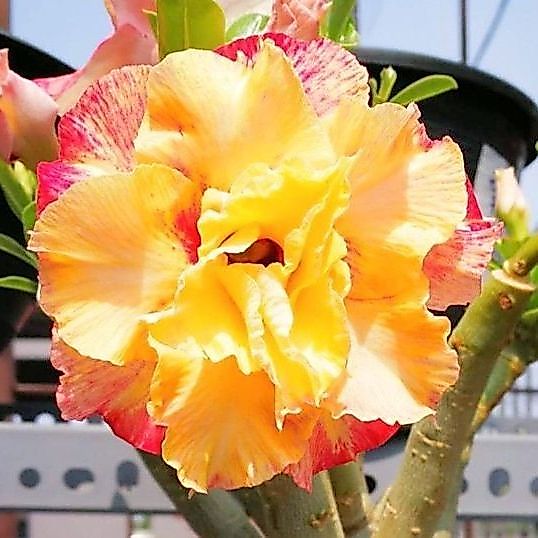 8 เมล็ด ชวนชม ลั่นทมยะวา สายพันธุ์ Siri สีส้ม Desert Rose Adenium Seeds