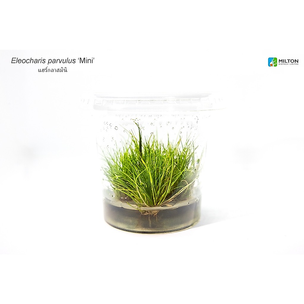 แฮร์กราส มินิ Eleocharis parvula ‘Mini’