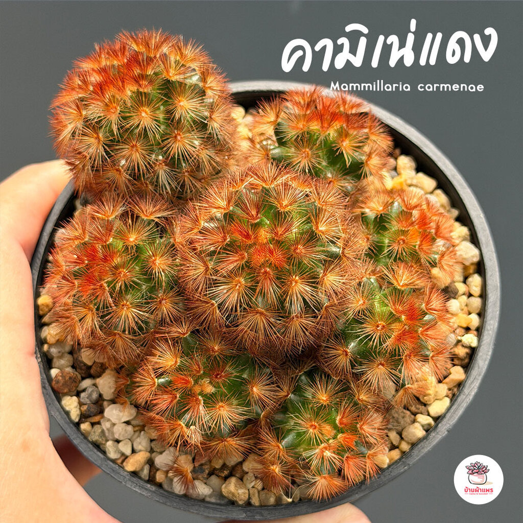 แมมมิลาเรีย คามิเน่ขาว Mammillaria carmenae แคคตัส กระบองเพชร cactus&succulent