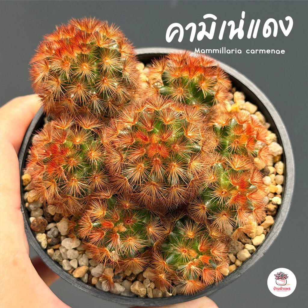 แมมมิลาเรีย คามิเน่แดง Mammillaria carmenae แคคตัส กระบองเพชร cactus&succulent
