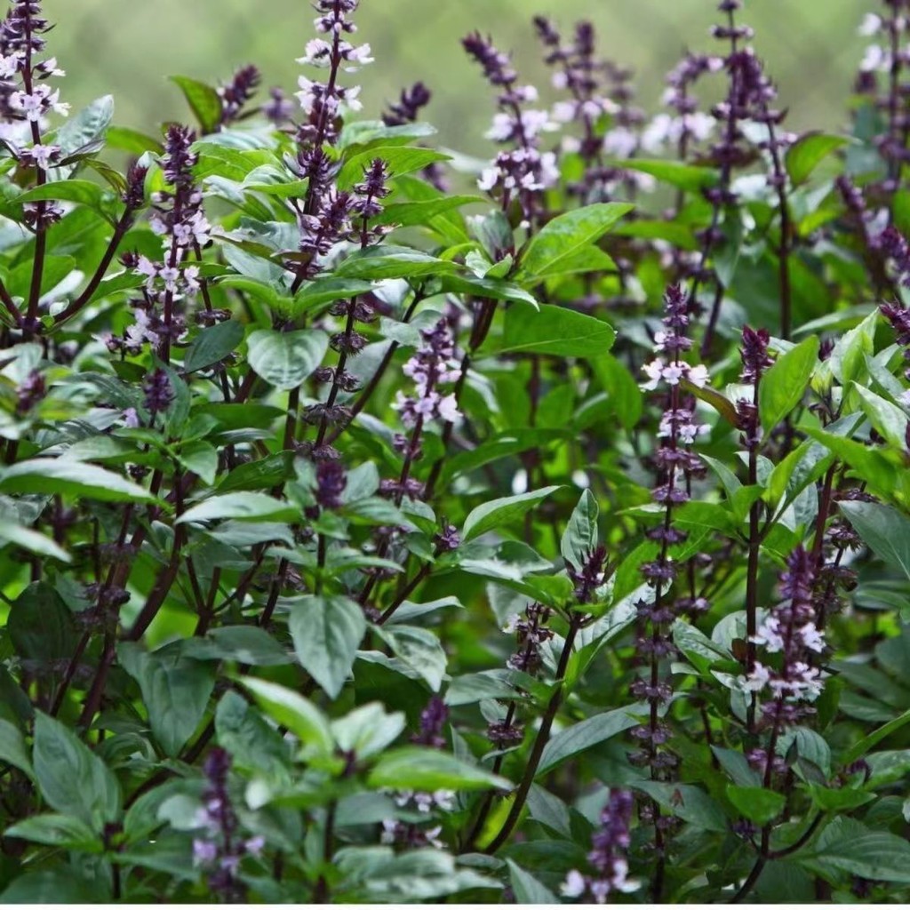 Clove Basil Seeds Edible Aroma Nine-Layer Tartar Golden No Orchid Seeds Western Food Seasoning Vanil