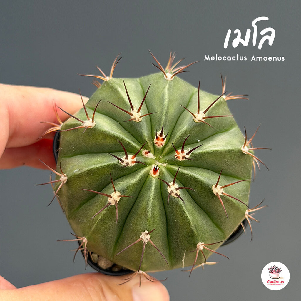 เมโลแคระ Melocactus Matanzanus แคคตัส กระบองเพชร cactus&succulent