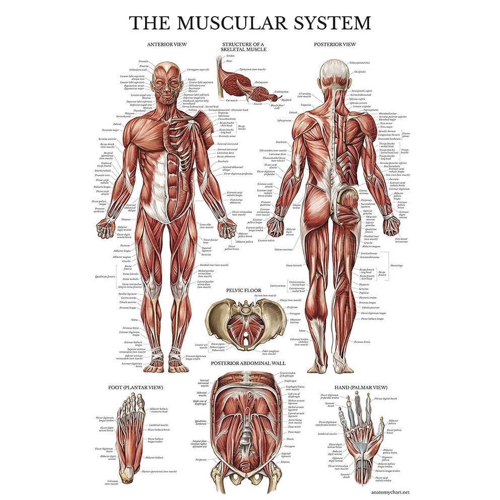 Muscular System Anatomical Poster Laminated Muscle Anatomy Chart Double Sided  x