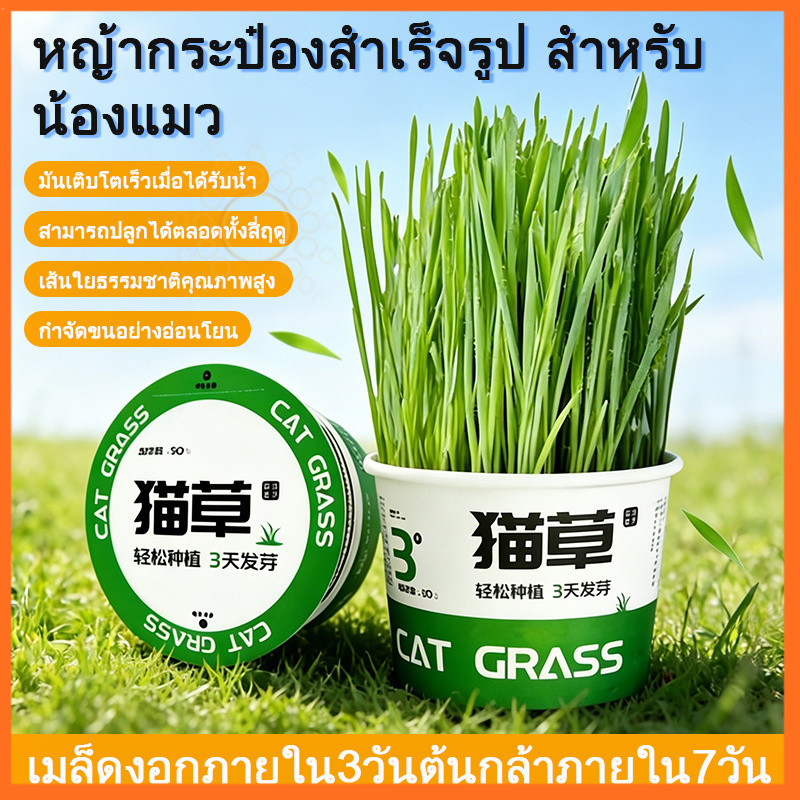 หญ้าแมวต้นข้าวสาลีออร์แกนิค ระบบไฮโดรโปนิกส์ ไม่มีดิน ไม่เลอะเทอะ ปลูกได้ทุกที่ เสริมภูมิคุ้มกันแมว