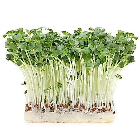 300 เมล็ด ต้นอ่อน ไควาเระ ผักกาดหัวงอก หัวไช้เท้า White Radish Microgreen Sprout Seeds ผักไมโครกรีน