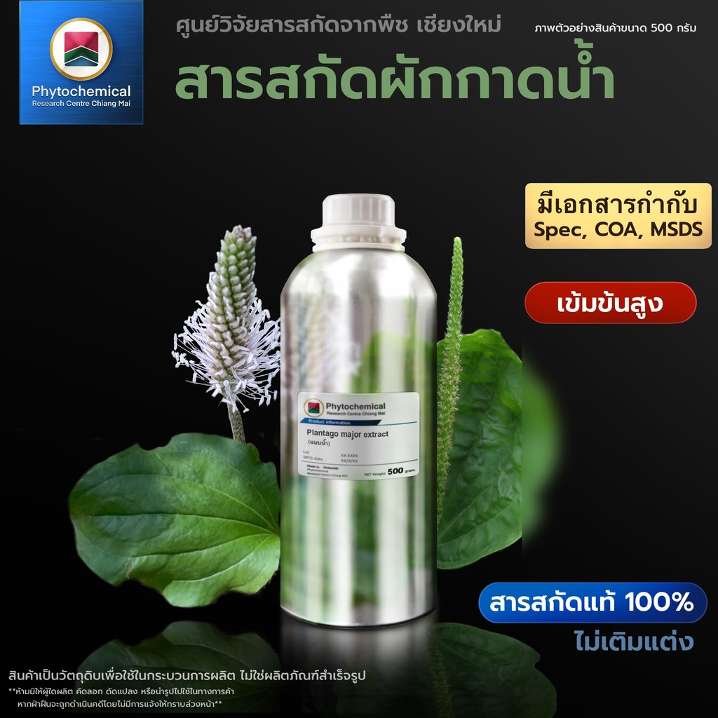 สารสกัดผักกาดน้ำ(หญ้าเอ็นยึด)(แบบน้ำ) Common Plantain extract | สารสกัดจากพืช สารสกัดสมุนไพร 100% | เข้มข้นสูง 25-100 g.