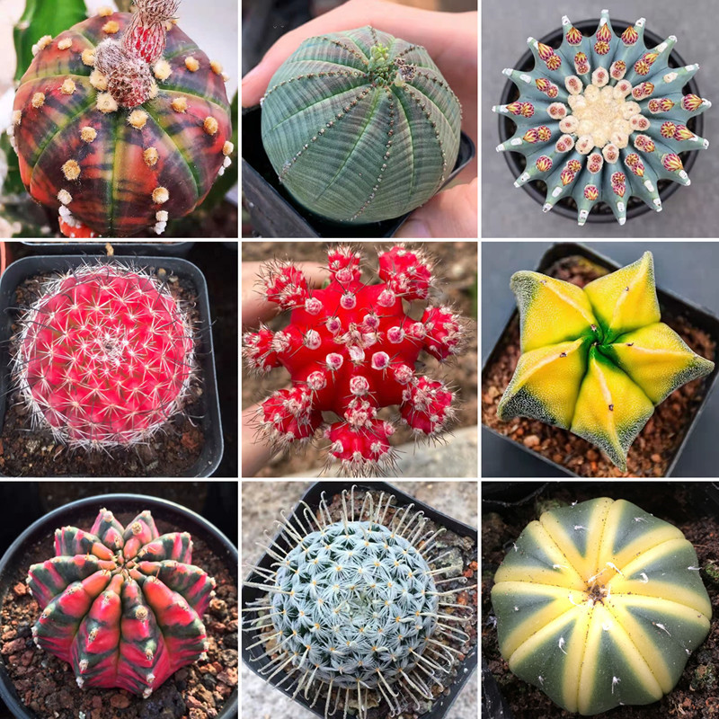 คุณภาพดี 100 เมล็ด ปลูกง่าย โตไว ศูนย์รวมเมล็ดแคคตัส แคคตัสราคาถูก Mixed Bonsai Cactus Plant Seeds for Planting Flower