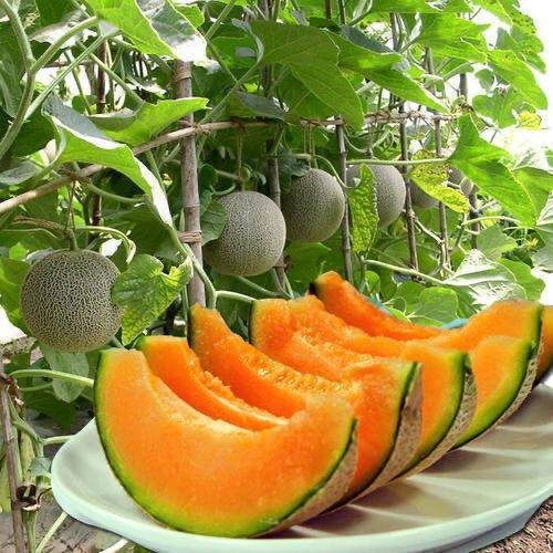 เมล็ดแตงโมฮามีซินจัง 20 เมล็ด คัดพรีเมียม อัตราการงอกสูง ปลูกง่าย ผลหวานฉ่ำ สวนกลางแจ้ง
