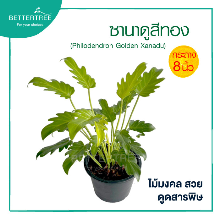 ซานาดู(สีทอง) กระถาง 8 นิ้ว ไม้มงคล ไม้ฟอกอากาศ
