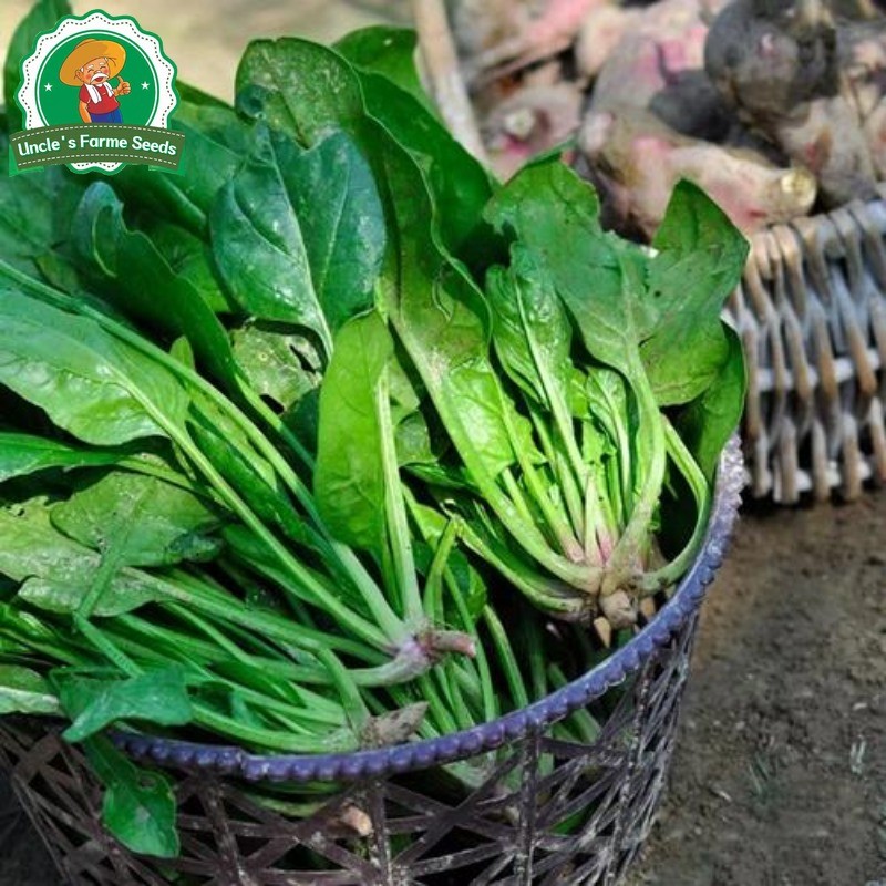 งอกง่าย 200เมล็ด/ซอง ทานอร่อย เมล็ดปวยเล้ง Chinese Spinach Seeds Vegetable Seeds Plant ปวยเล้งยักษ์ ญี่ปุ่น เมล็ดปวยเล้ง - รูปที่ 4