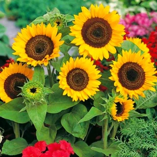 เมล็ดทานตะวันแคระ50เมล็ด/ถุง Sunflower Seed เมล็ดพันธุ์แท้ นำเข้าจากต่างประเทศ ปลูกง่าย