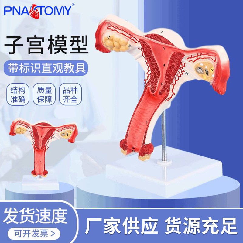 Spot Goods#Supply Human Uterus Anatomical Model Female Ovary Anatomy Model Teaching Family Planning 