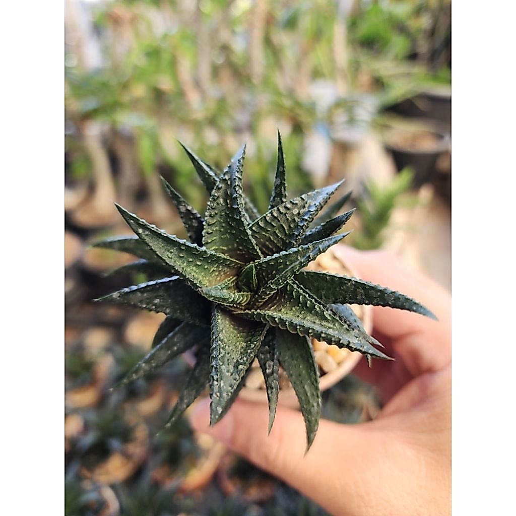 กระบองเพชร แคคตัส Haworthia Sp. ฮาโวเทีย