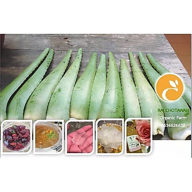 ไร่โชตวัน ใบว่านหางจระเข้สดออร์แกนิค บาร์บาเดนซิส มิลเลอร์ รสชาดดีไม่ขม สายพันธุ์นำเข้าจากอเมริกาใต้