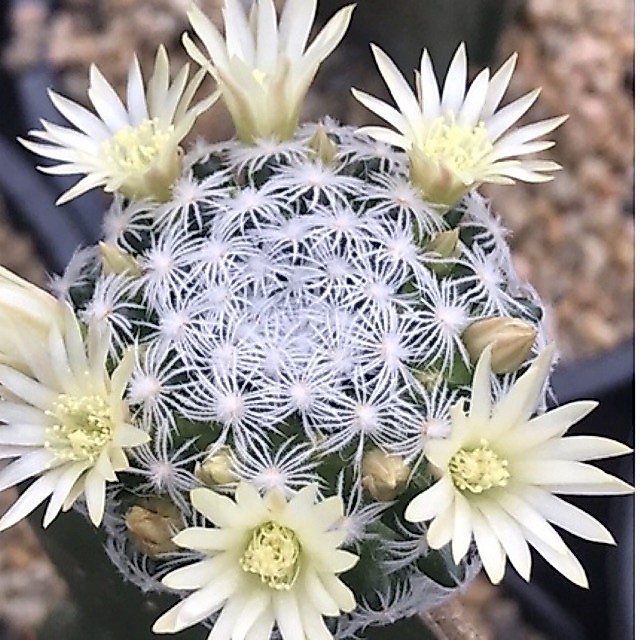 แมมดูไวไร้หนาม Mammillaria duweii แคคตัส กระบองเพชร cactus&succulents