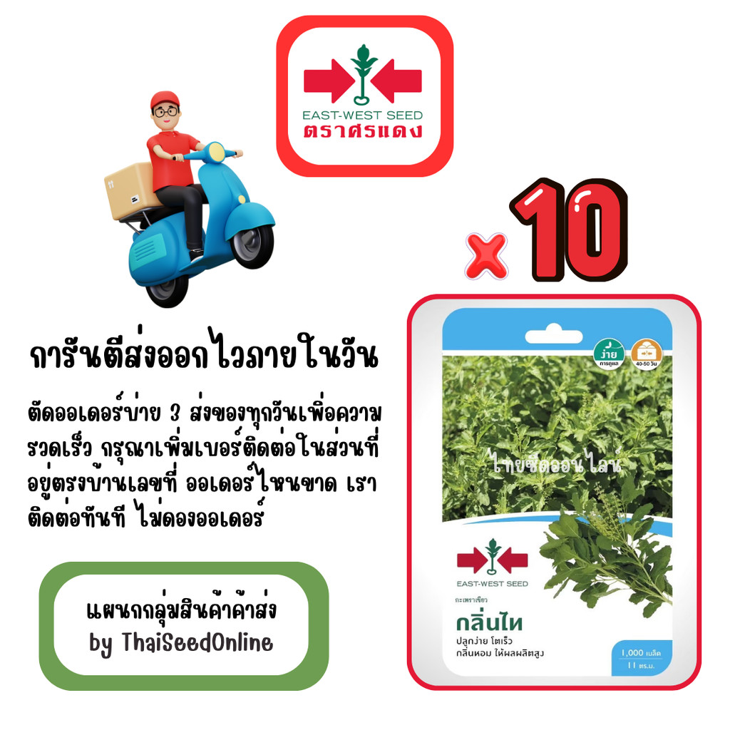 GG x 10 เมล็ดผักซองศรแดง กลิ่นไท กะเพรา สินค้ายกแพ็ค