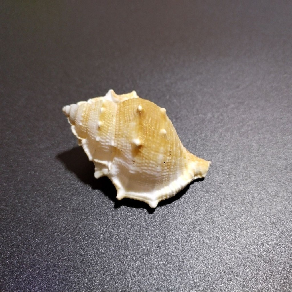 ฤาษีธรรมชาติ Conch Conch Conch Conch Crab เปลี่ยนเปลือกสํารอง ZY25830