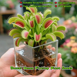 50เมล็ด/แพ็ค ไม้กินแมลง กาบหอยแครงปากแดง (Venus Flytrap) Potted Insectivorous Dionaea Muscipula Giant Clip Flytrap Plant