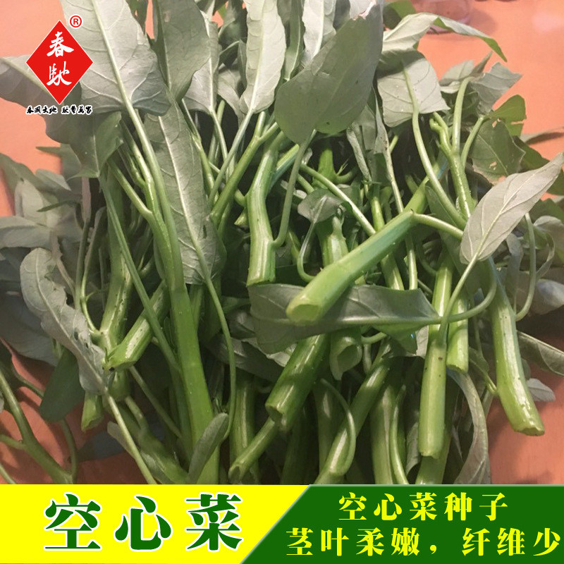 ⭐10.7 Will Seeds Big Leaf Sprout Seeds ผักกลวง g เมล็ดผัก