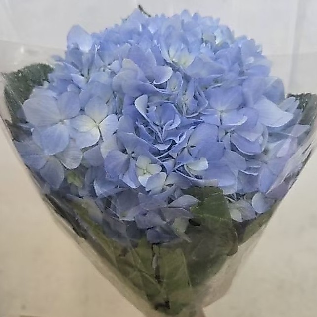 [ สินค้าพร้อมจัดส่งด่วน ] ดอกไฮเดรนเยียหัวใหญ่ๆ ดอกไม้สด
