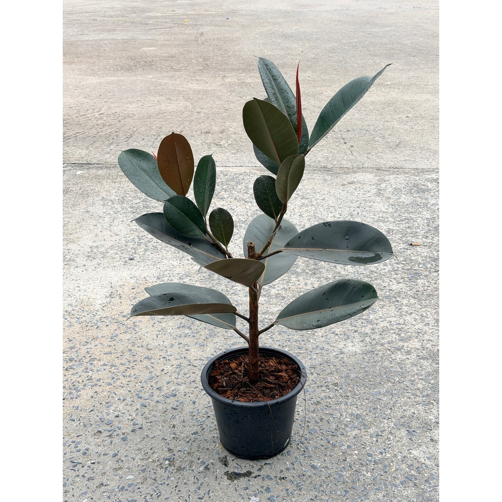 มุมมอง 5