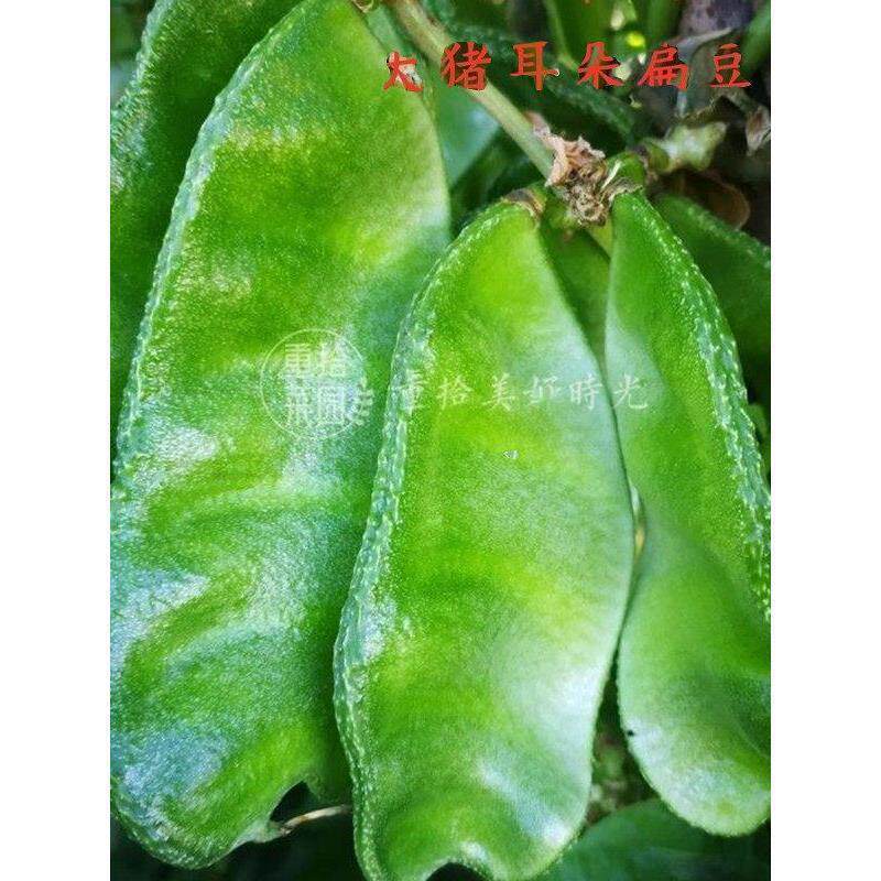 现货大肉绿眉豆猪耳朵扁豆种子种籽南方四季豆角梅豆角梅豆孑架豆菜豆Big meat green eyebrow bean pig ear lentil seed seed south20260615