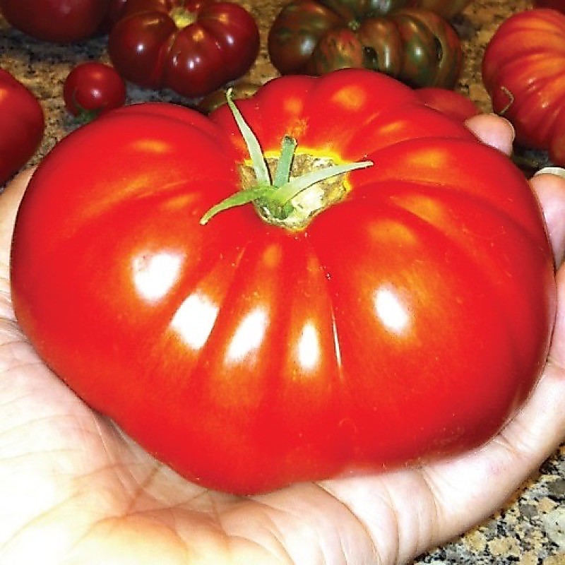 เมล็ด มะเขือเทศ บีฟสเต็ก (Red Beefsteak Tomato Seed) บรรจุ 10 เมล็ด คุณภาพดี ของแท้ 100%