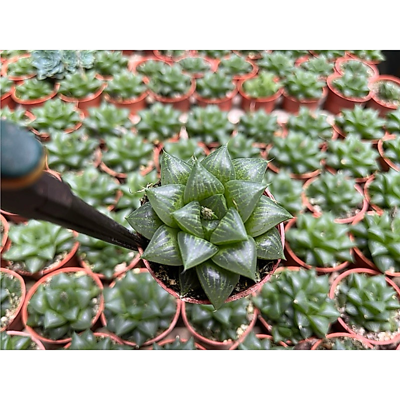 Haworthia “Shirosho “
