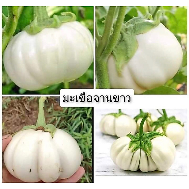 มะเขือจานขาว1-3ต้น1ถุงดำ พร้อมลงถุงไปให้ . ผักสวนครัว สมุนไพร🪴🌲 ราคาถูก Shopee Lazada