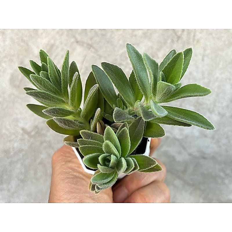 Aeollanthus parvifolius (Sedum my way)ไม้อวบนำ้ น่ารักๆ กระถาง 2 นิ้ว