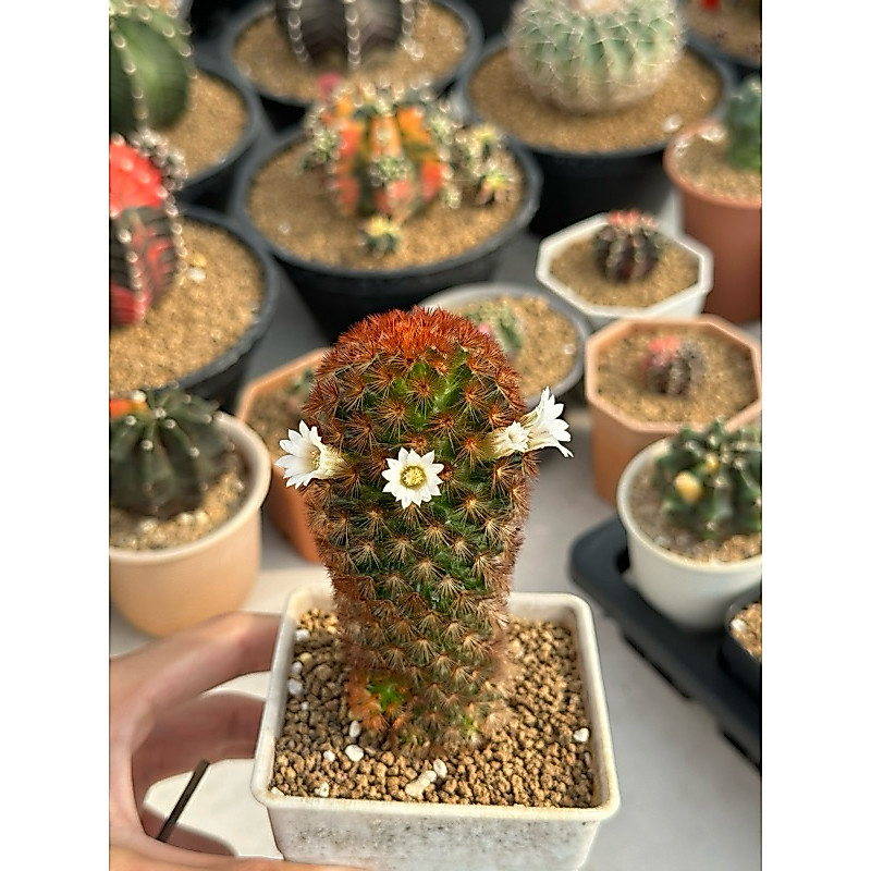 แมมมิลาเรีย คามิเน่แดง Mammillaria carmenae
