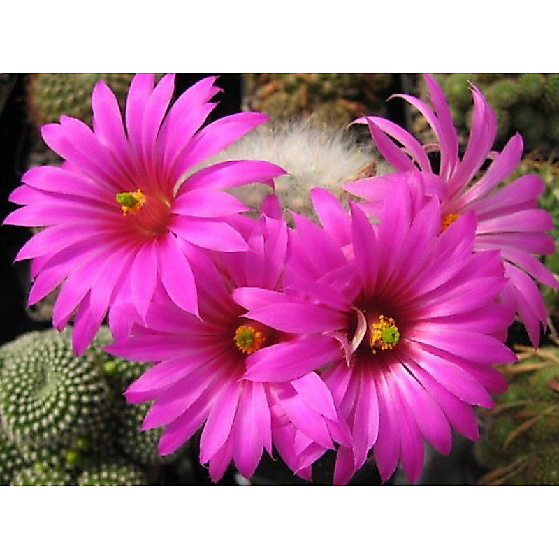 ลูกแมวไร้หนาม ดอกใหญ่ กระถาง3“นิ้ว ขนฟู mammillaria guelzowiana