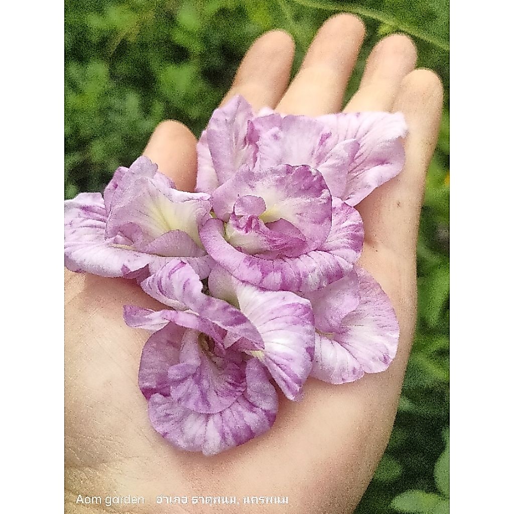 เมล็ดดอกอัญชันสีชมพูด่างอัญชันใหม่อัญชันชมพูด่าง