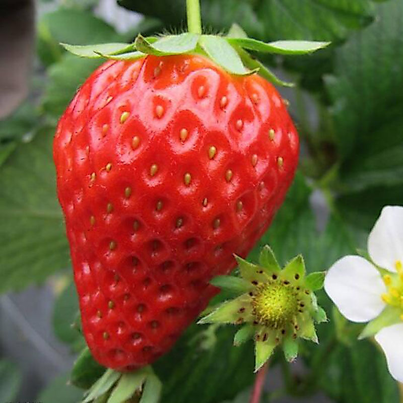Strawberry Seeds เมล็ดพันธุ์สตรอเบอร์รี่ยักษ์ 1500 เมล็ด - ปลูกได้ทั่วไทย เก็บผลใหญ่ได้