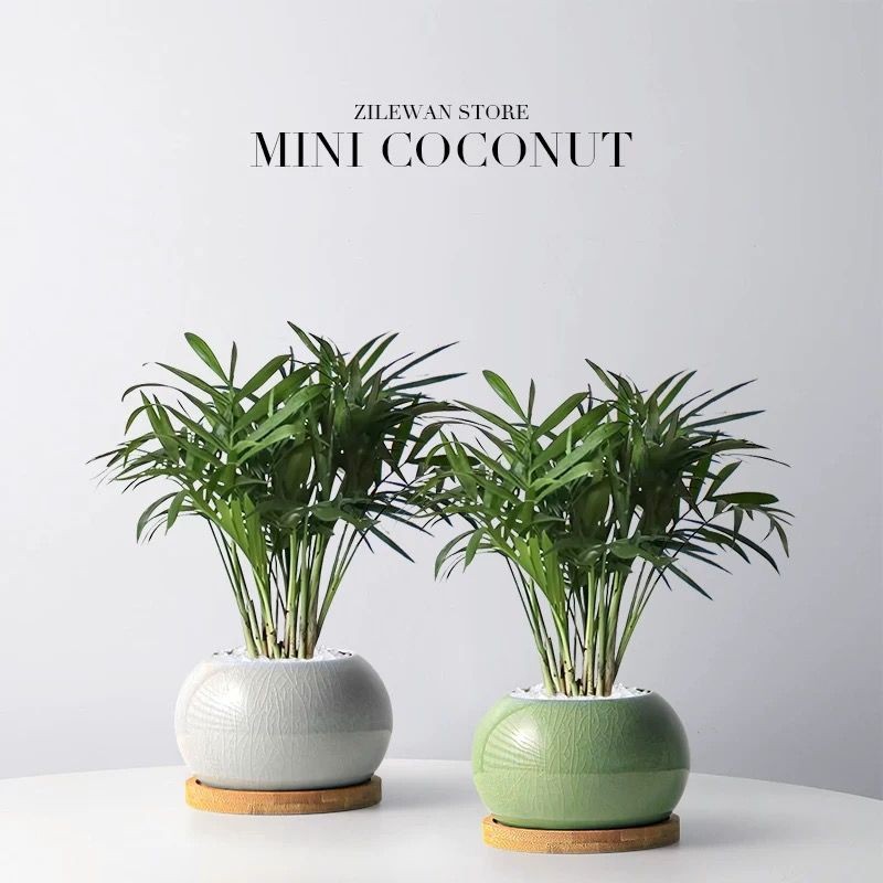 Pocket Coconut Desktop Flower Potted Plant Indoor Office Plant พืชสีเขียว Purification Lazy Air Good