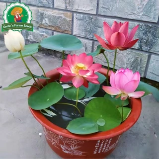 เมล็ดพันธุ์ ดอกบัวน้ำ บัวจิ๋วญี่ปุ่น เมล็ดดอกบัวน้ำ บรรจุ 20 เมล็ด สีผสม Mini Lotus Water Lily Seeds Bonsai Seeds