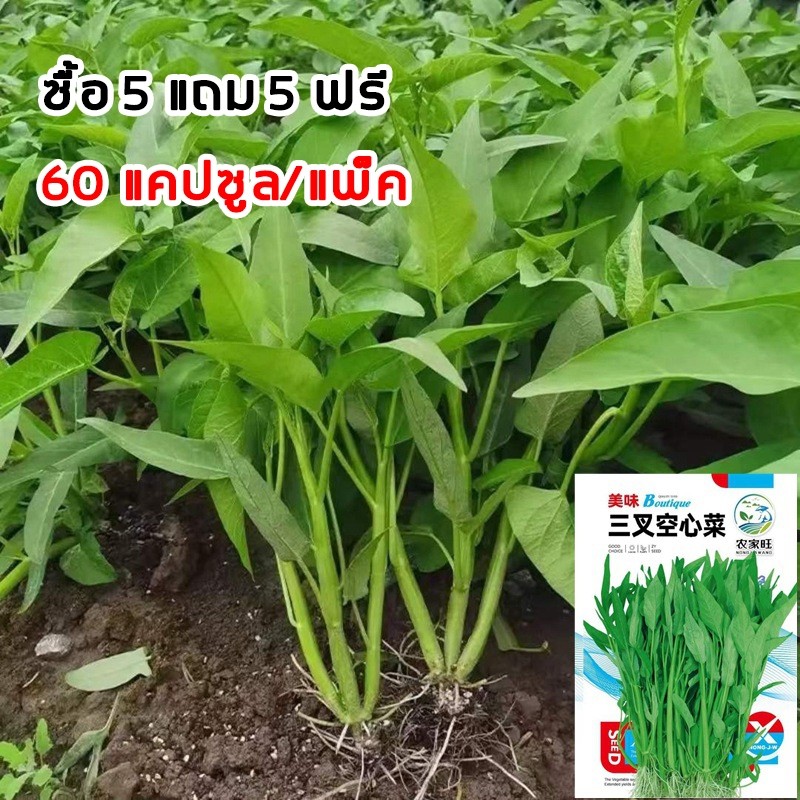 ซื้อ 5 แถม 5 ฟรี！เมล็ดพันธุ์ ผักบุ้งแก้ว 60 เมล็ด (พันธุ์แตกกอ)เมล็ดใหม่สมบูรณ์ อัตราความงอกสูง ซื้อ ปลูกง่ายโตเร็ว