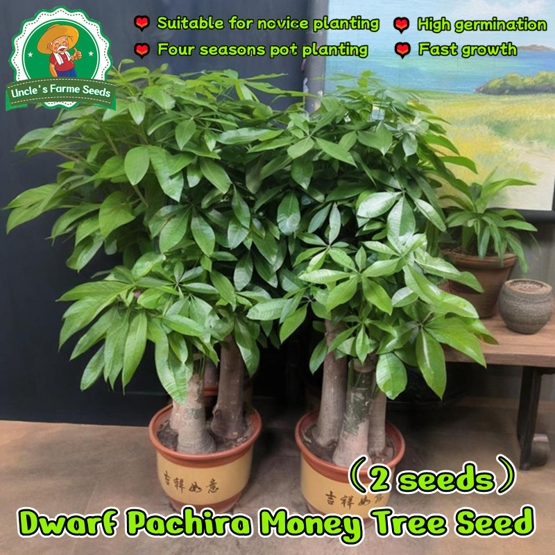 2 เมล็ด เมล็ดพันธุ์ ต้นศุภโชค ไม้มีเงิน ต้นไม้เงิน Pachira Tree Seeds Dwarf Money Tree Plant Seeds ต้นถั่วศุภโชค Flowers
