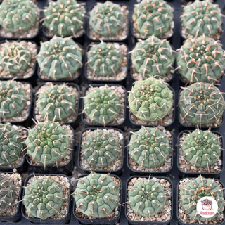 รวมกระบองเพชรและไม้อวบน้ำ #2 หลากหลายสายพันธุ์ ส่งทั้งกระถาง cactus&succulent