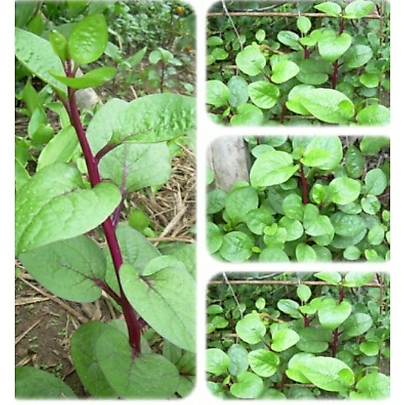 🌱กล้าผักปลังแดง🌱พร้อมปลูก🌱ต้นละ 25 บาท🌱